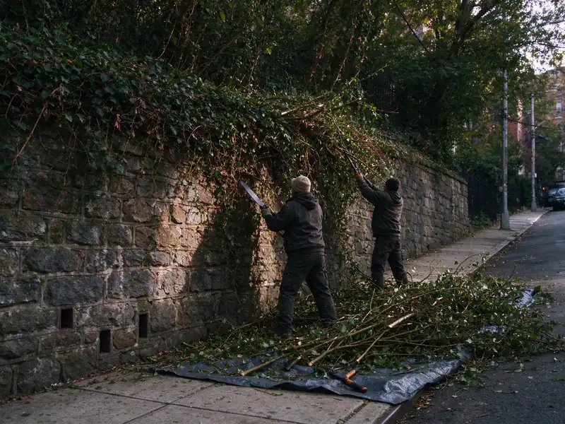 Crew clearing vines and brush from the face of a stone retaining wall ahead of an inspection in Riverdale, the Bronx